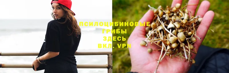 Галлюциногенные грибы MAGIC MUSHROOMS  Белореченск 